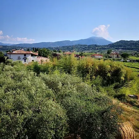 Bellini 巴多利诺