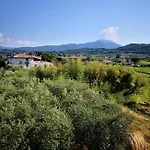 Bellini باردولينو