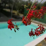 Bellini Apartman *