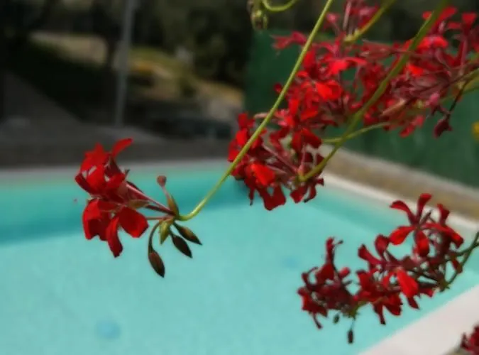 Bellini Apartament *